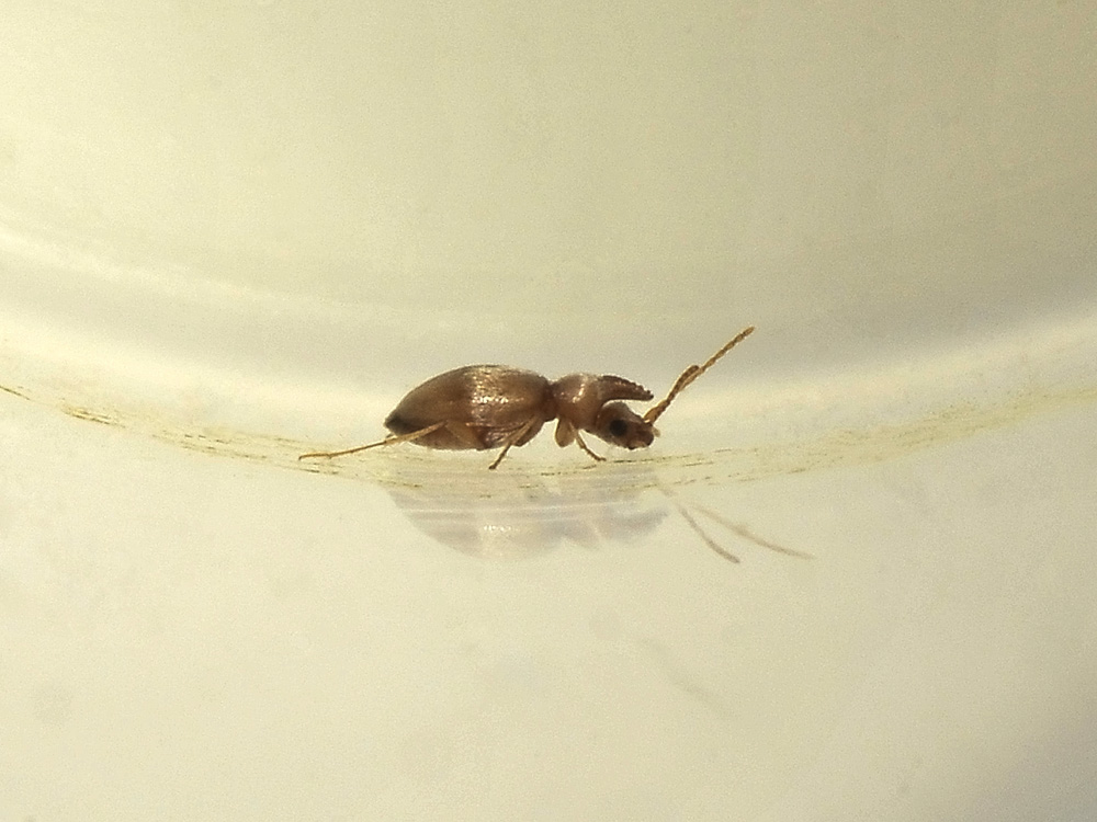 Mecynotarsus serricornis (Anthicidae)